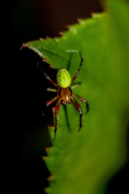 Araniella