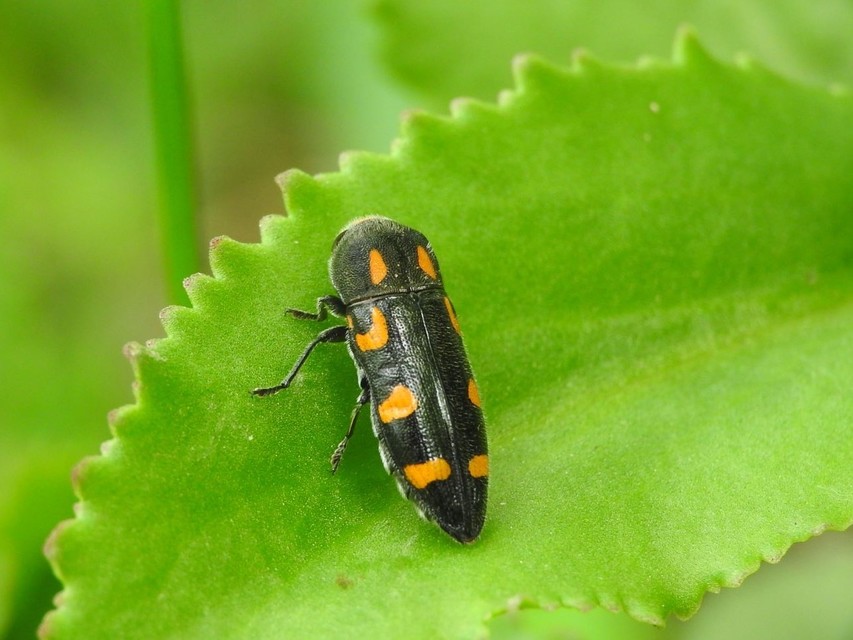 Ptosima undecimmaculata - sárgafoltos díszbogár