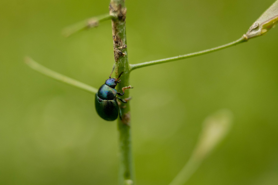 Colaphellus sophiae - mustárbogár
