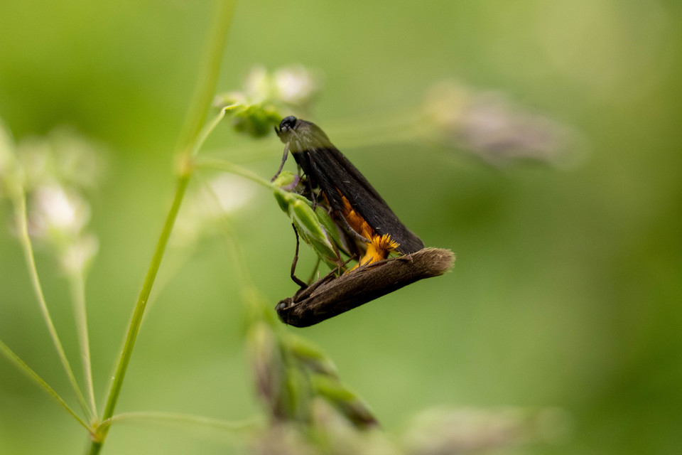 Scythris sinensis - aranyfarú zöldmoly