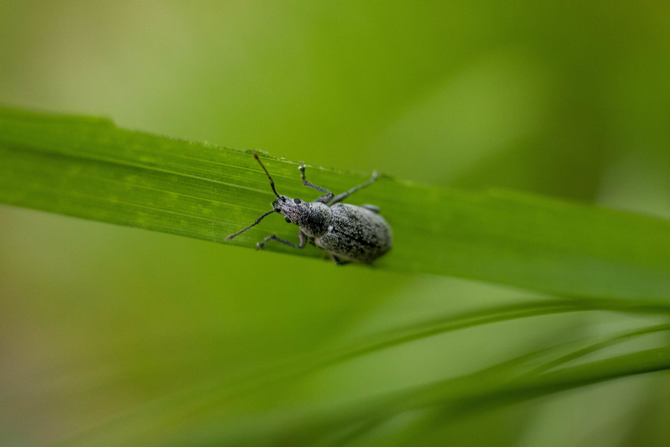 Phyllobius thalassinus - tömpeorrú levélormányos