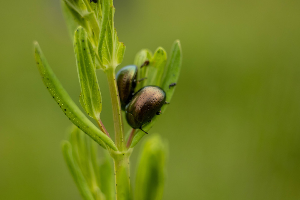 Chrysolina hyperici - zöld orbáncfűlevelész