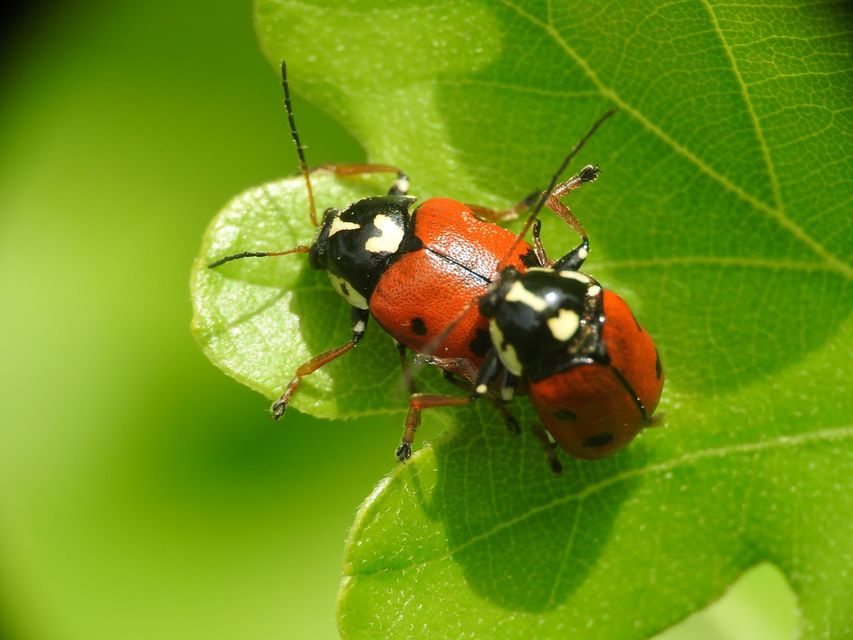 Cryptocephalus cordiger - szíves zömökbogár