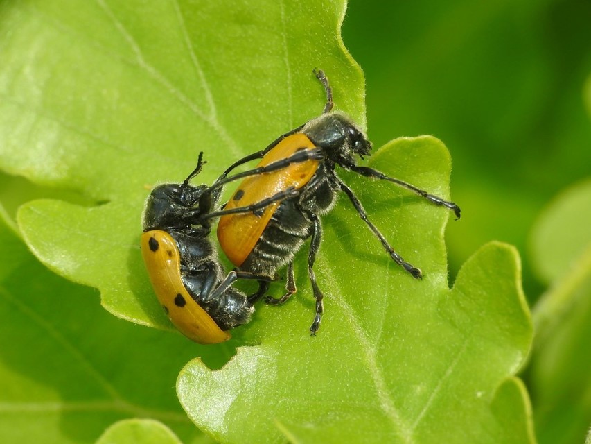 Lachnaia sexpunctata - szőrösnyakú zsákhordóbogár
