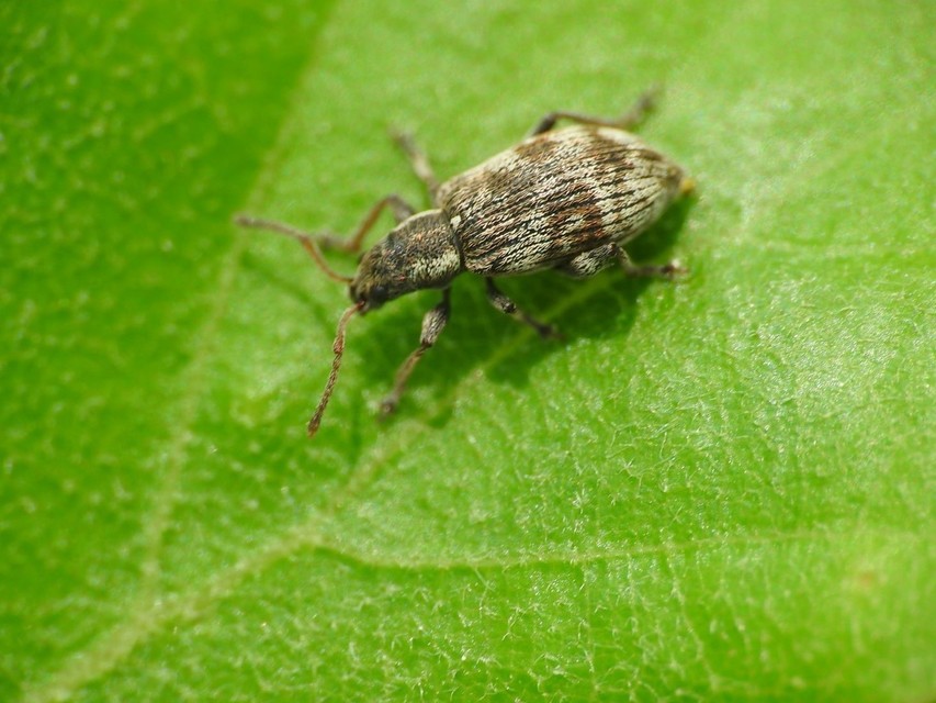 Oedecnemidius varius - tarka tölgyormányos