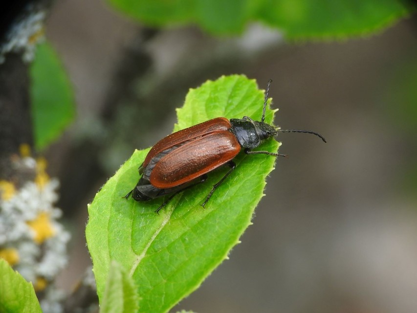 Omophlus proteus - közönséges pejbogár Omophlus proteus - közönséges pejbogár