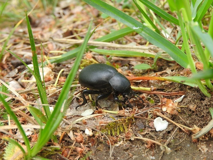 Gnaptor spinimanus - pohos gyászbogár