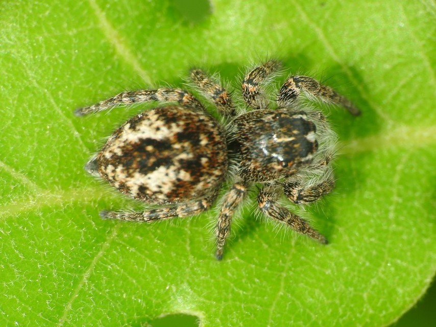 Philaeus chrysops - piros ugrópók