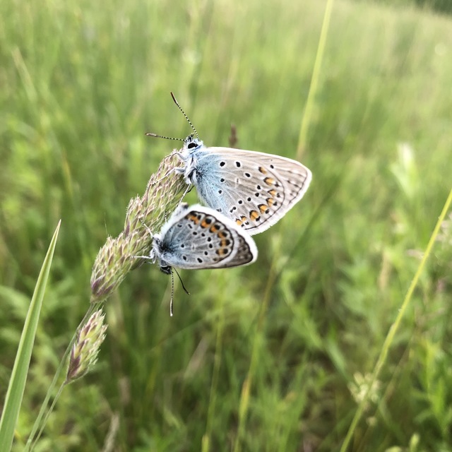 Polyommatus icarus - közönséges boglárka