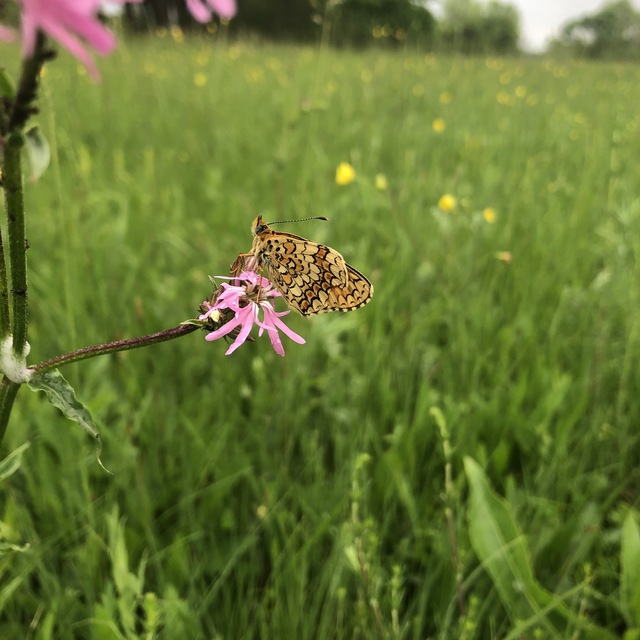 Melitaea phoebe - nagy tarkalepke