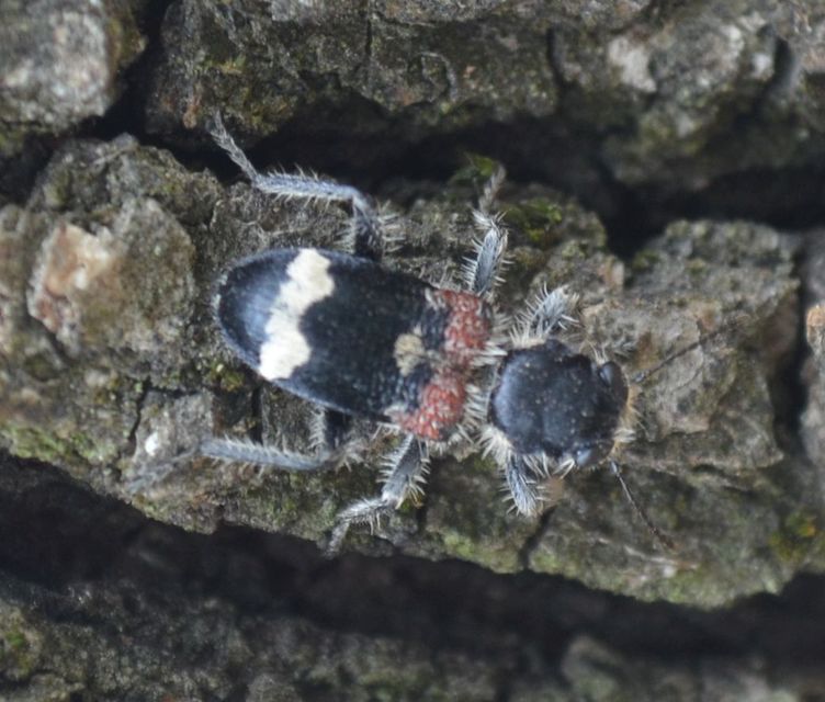Clerus mutillarius - feketenyakú szúfarkas
