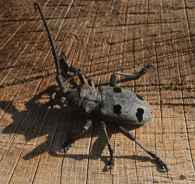 Morimus asper funereus - gyászcincér