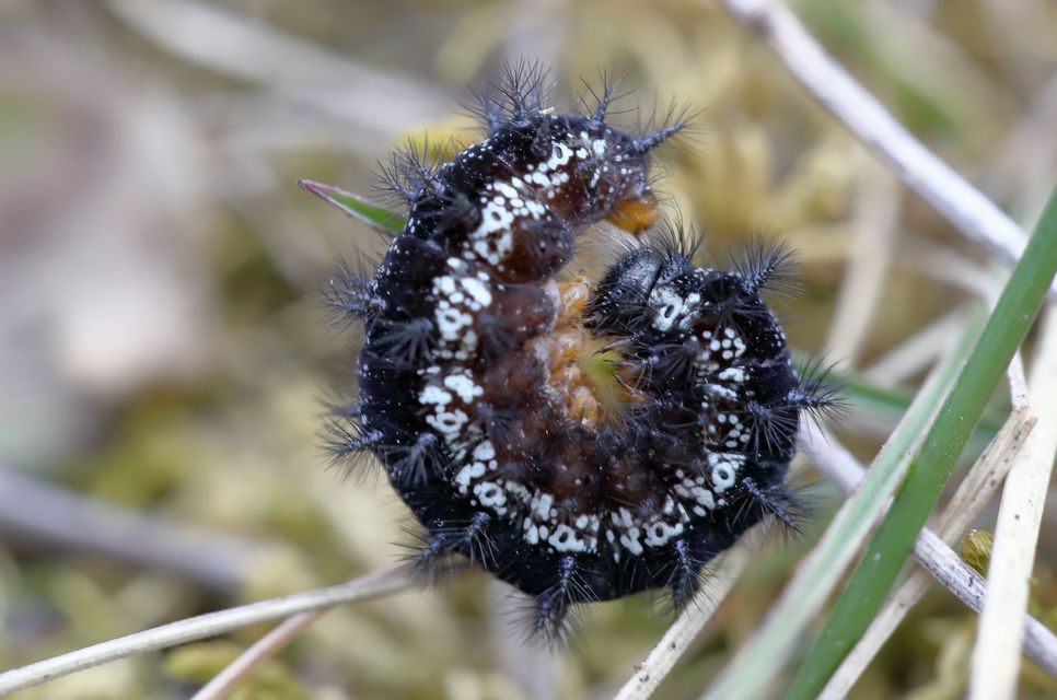 Euphydryas aurinia - lápi tarkalepke