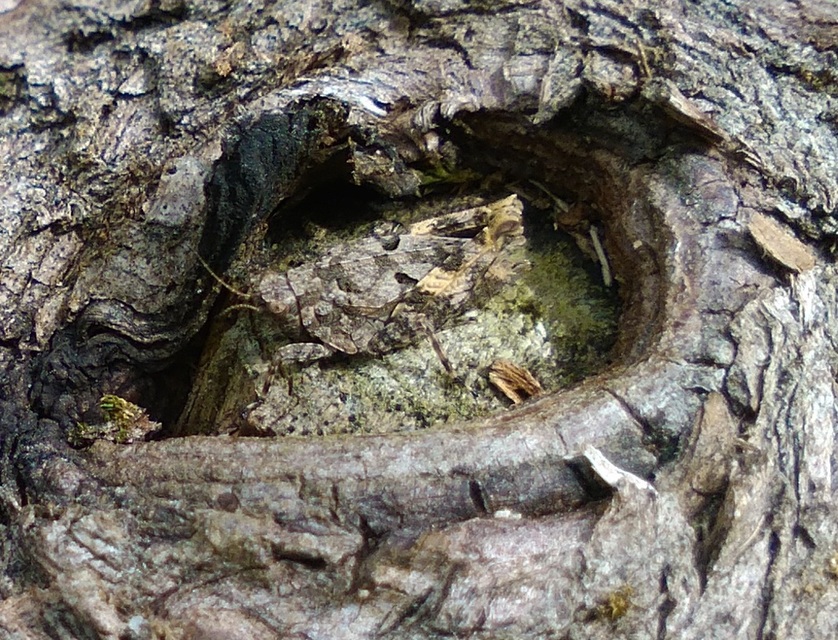 Tetrix tenuicornis - vékonycsápú tövishátúsáska