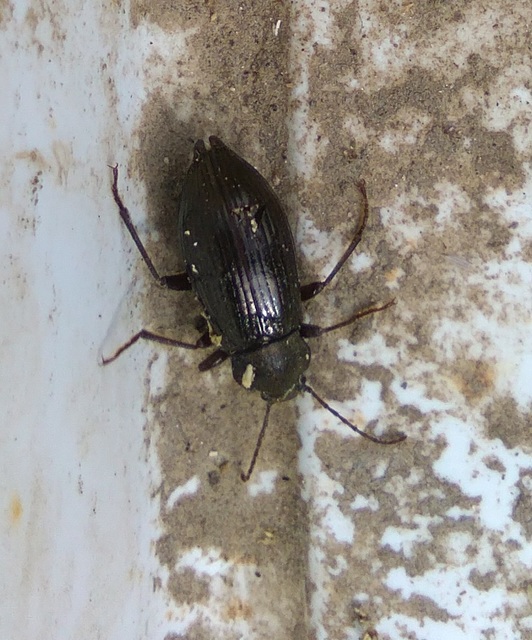 Stenomax aeneus - bronzos gyászbogár