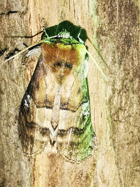 Tethea ocularis - pápaszemes pihésszövő
