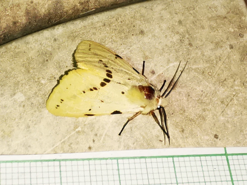 Spilarctia lutea - sárgás medvelepke