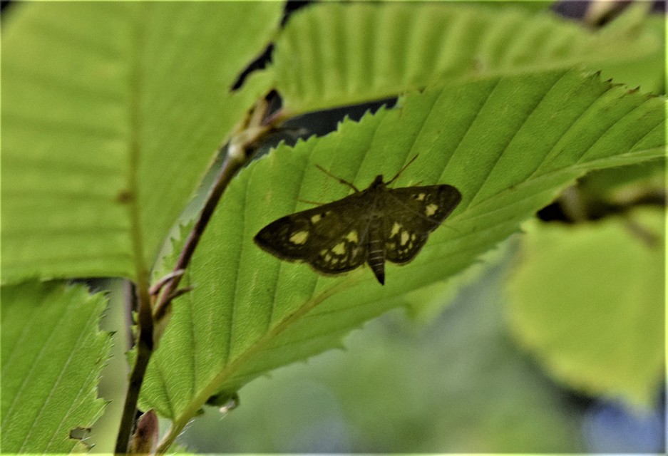 Anania stachydalis - mocsári dudvamoly