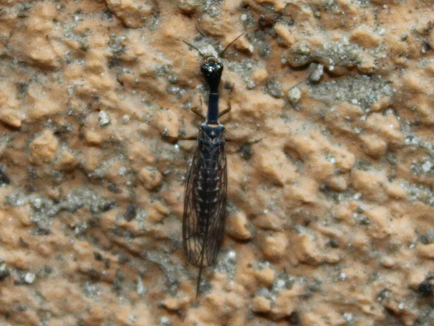 Raphidioptera - Tevenyakú-fátyolkák