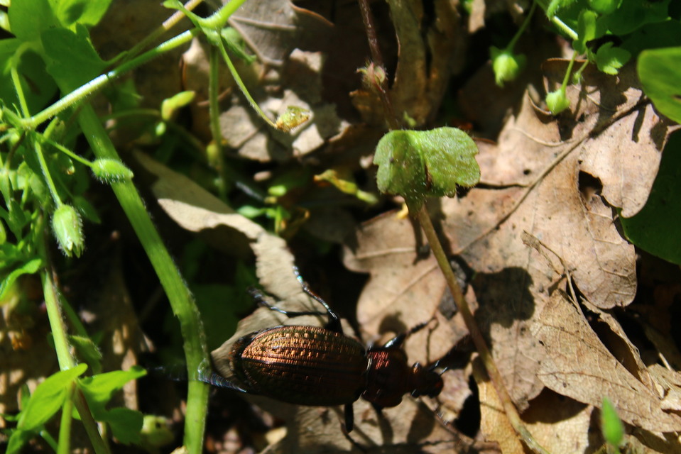 Carabus ulrichii - rezes futrinka Carabus ulrichii - rezes futrinka
