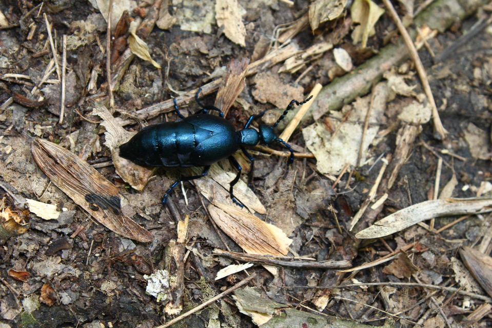 Meloe violaceus - kék nünüke