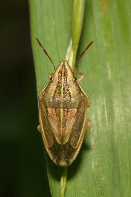Aelia acuminata - közönséges szipolypoloska Aelia acuminata - közönséges szipolypoloska