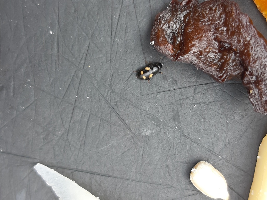 Glischrochilus quadrisignatus - amerikai fénybogár Glischrochilus quadrisignatus - amerikai fénybogár