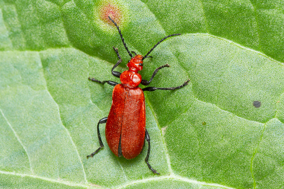 Pyrochroa serraticornis - közép-bíborbogár