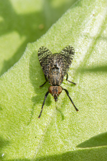 Platystoma