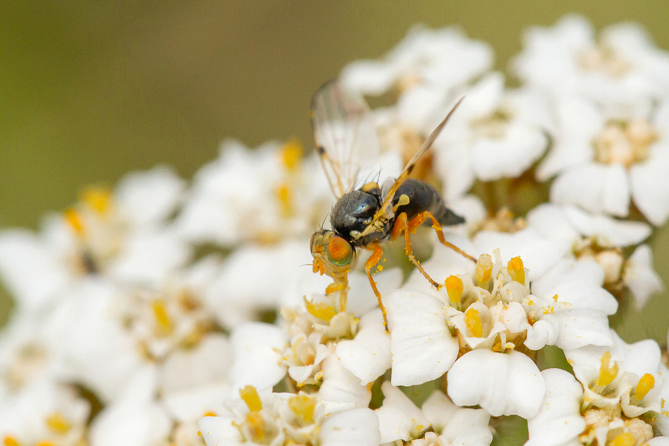 Tephritidae - fúrólégyfélék