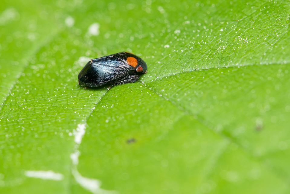 Penthimia nigra - fekete kabóca