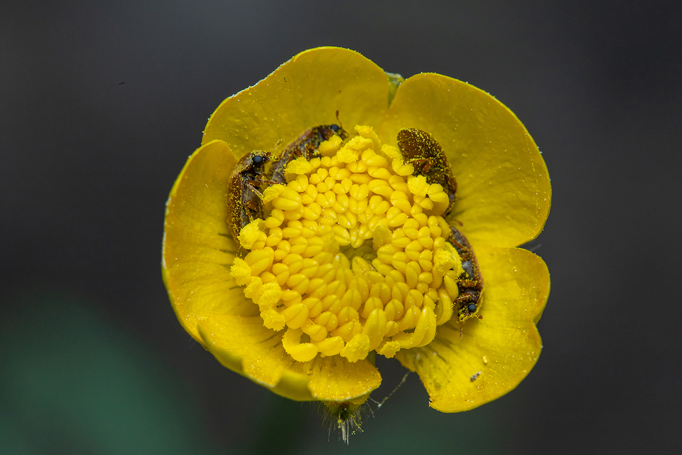 Byturus ochraceus - gyömbérgyökérbogár