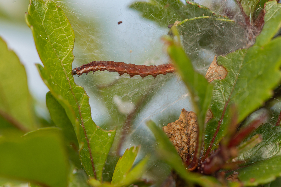 Scythropia crataegella - galagonya-pókhálósmoly