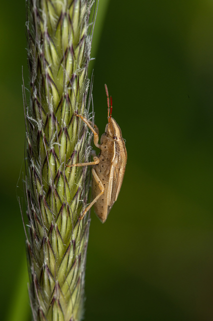 Aelia acuminata - közönséges szipolypoloska Aelia acuminata - közönséges szipolypoloska