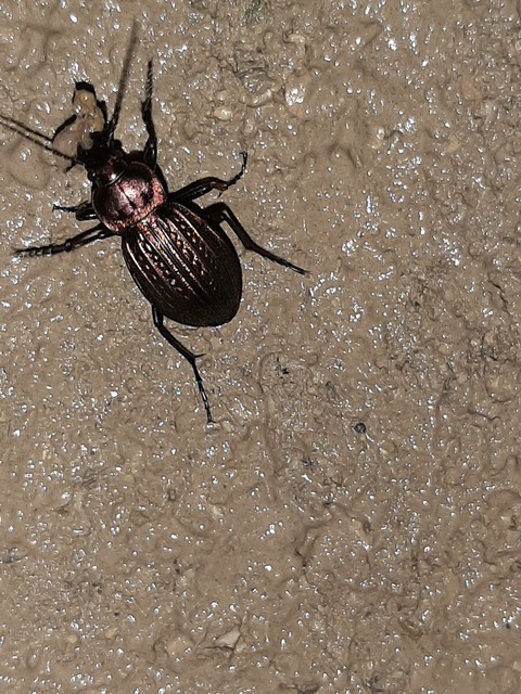 Carabus ulrichii - rezes futrinka Carabus ulrichii - rezes futrinka