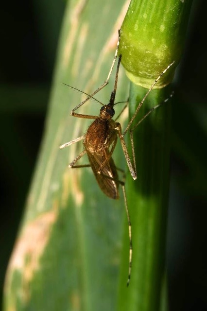 Aedes