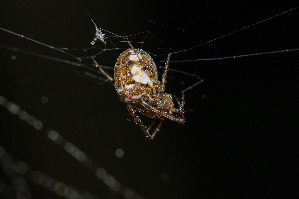 Metellina segmentata/mengei