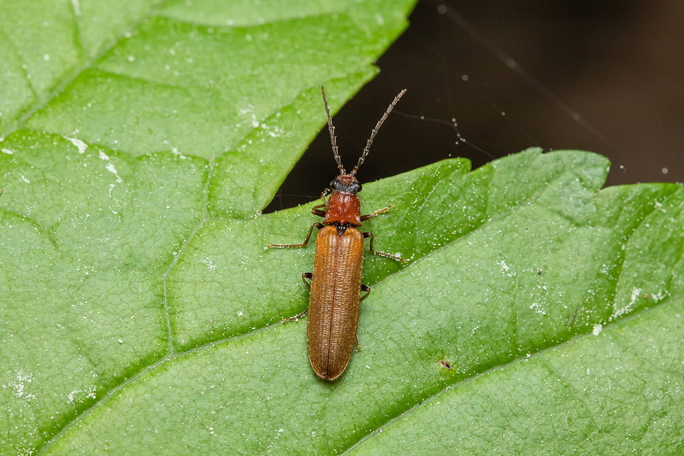 Denticollis linearis - dülledtszemű pattanó