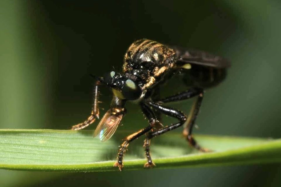 Dioctria atricapilla