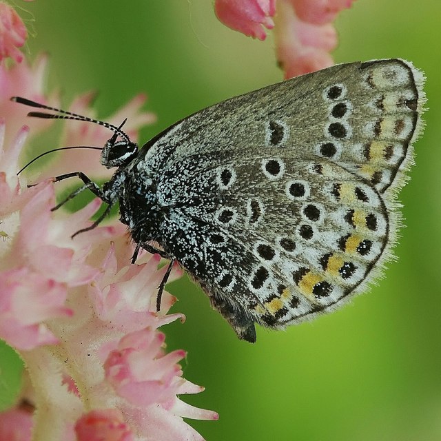 Plebejus argus - ezüstös boglárka