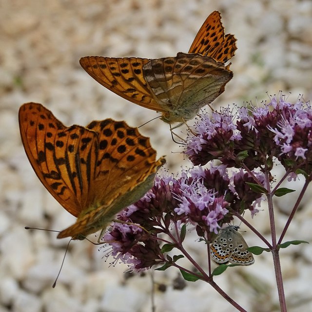 Argynnis paphia - nagy gyöngyházlepke
