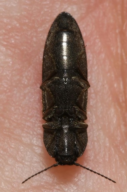 Cidnopus pilosus - szőrös pattanó