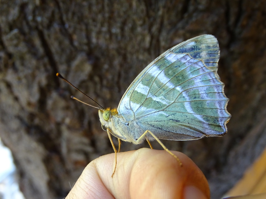 Argynnis paphia - nagy gyöngyházlepke