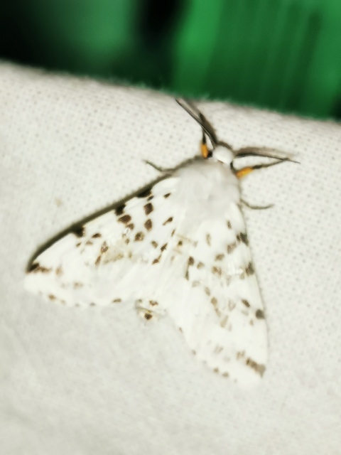 Hyphantria cunea - amerikai fehér medvelepke