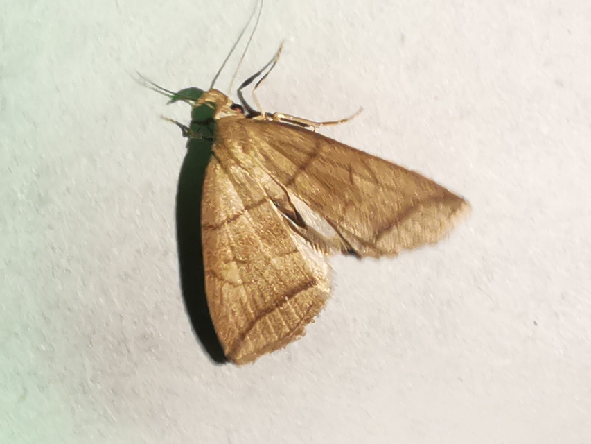 Herminia grisealis - ligeti karcsúbagoly
