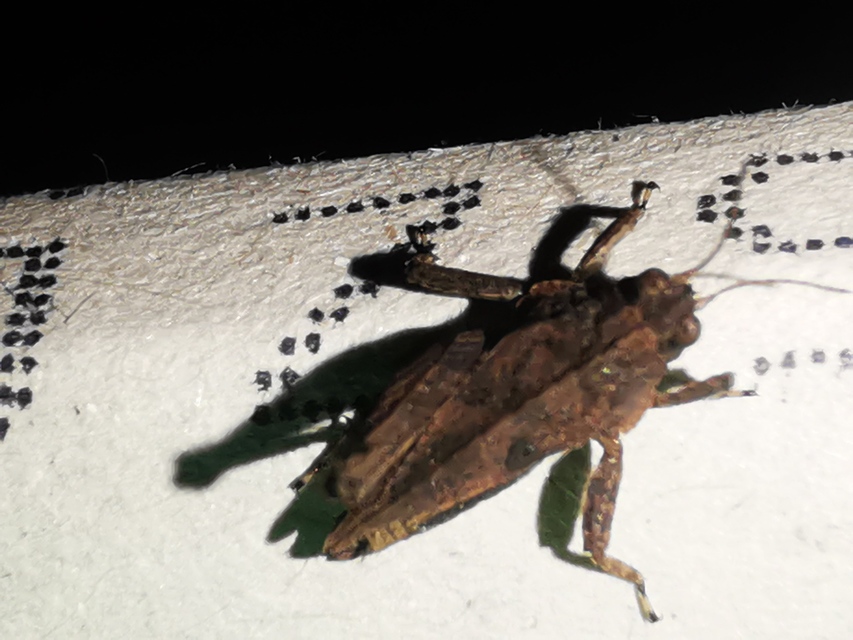 Tetrix tenuicornis - vékonycsápú tövishátúsáska