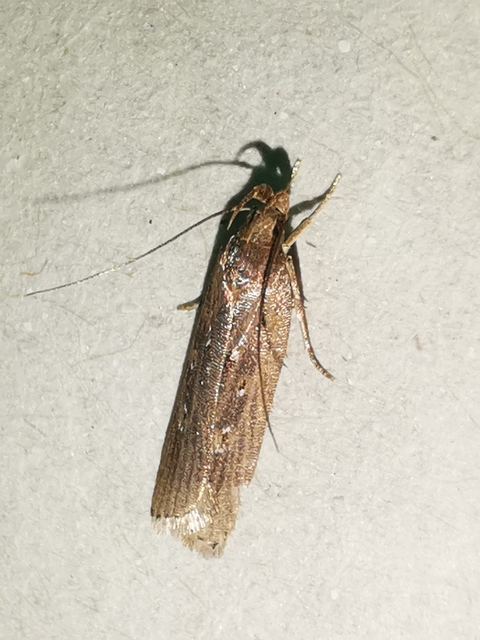 Helcystogramma triannulella - szuláksodró lápimoly