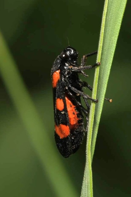 Cercopis sanguinolenta