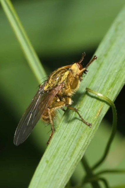 Scathophaga stercoraria - közönséges trágyalégy