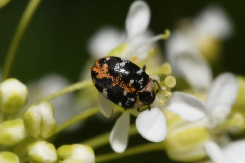 Anthrenus scrophulariae - nagy múzeumbogár